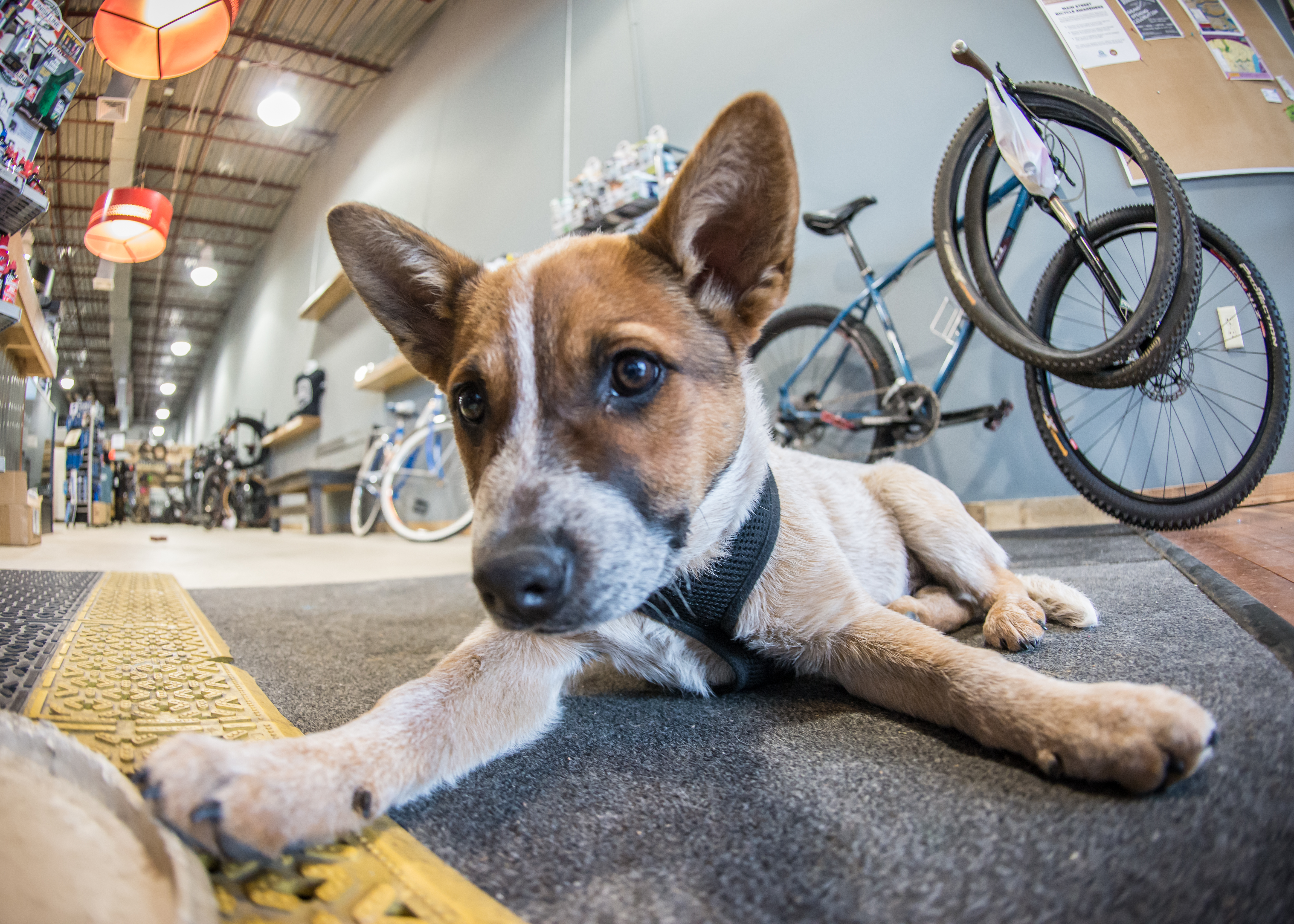 Every shop needs a good shop dog. Wooden Wheels has Max!