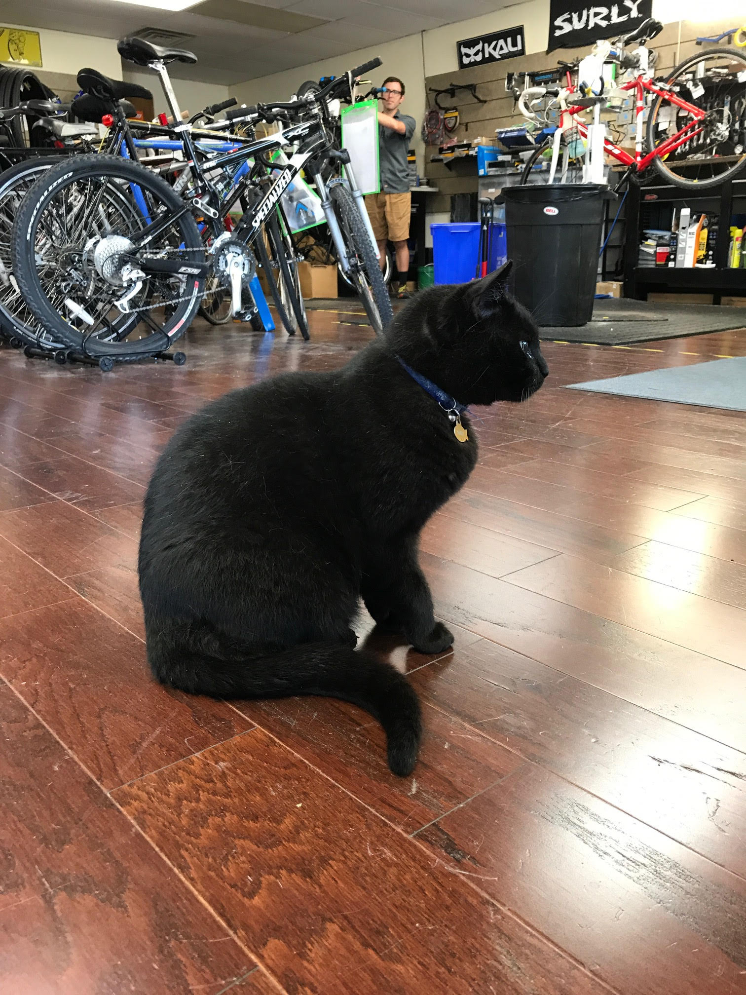 Family Bicycles' shop cat, Surly, was unimpressed with the Dealer Tour. — Photo by Julie Kelly