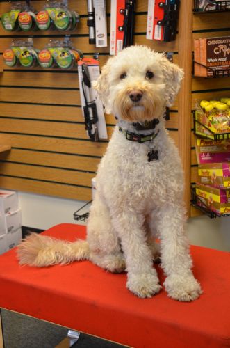 A Utah shop dog.