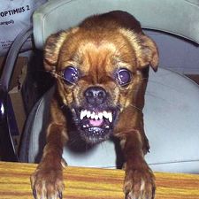 The bad dog cheap