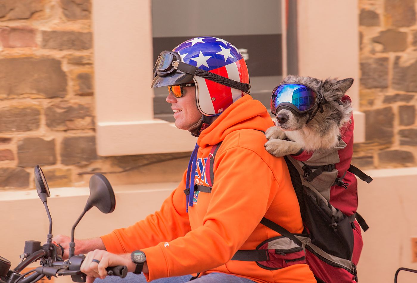 K9 Sport Sack s Rover holds dogs up to 80 pounds Bicycle Retailer and Industry News