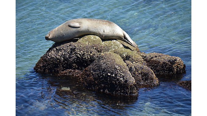 Sea otter sighting? Nope, that’s a harbor seal—and a well-fed one—sunning itself in Monterey Bay.