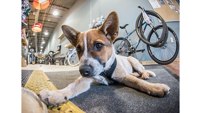 Every shop needs a good shop dog. Wooden Wheels has Max!