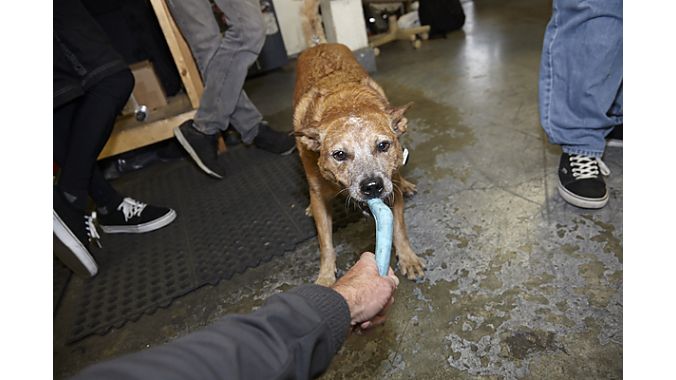 Recycled Cycles' official shop dog, Max