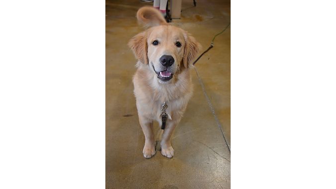 NC Velo shop dog Winston is a 7-month-old Golden Retriever who happily welcomes customers. 