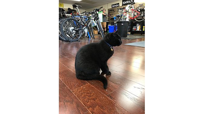 Family Bicycles' shop cat, Surly, was unimpressed with the Dealer Tour.