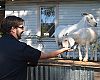 Derek Goltz of Dealer Tour sponsor Finish Line feeds one of Charlotte Cycles' three goats who keep the grass low in a lot adjacent to the store.