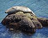 Sea otter sighting? Nope, that’s a harbor seal—and a well-fed one—sunning itself in Monterey Bay.