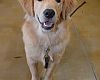 NC Velo shop dog Winston is a 7-month-old Golden Retriever who happily welcomes customers. 
