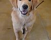 NC Velo shop dog Winston is a 7-month-old Golden Retriever who happily welcomes customers. 