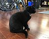 Family Bicycles' shop cat, Surly, was unimpressed with the Dealer Tour.