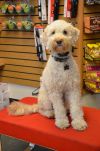 A Utah shop dog. A Utah shop dog.